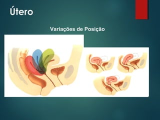 Útero
Variações de Posição
 