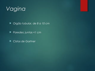 Vagina
 Orgão tubular, de 8 a 10 cm
 Paredes: juntas <1 cm
 Cistos de Gartner
 