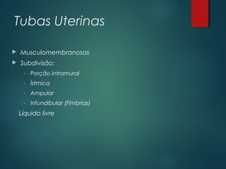 Tubas Uterinas
 Musculomembranosas
 Subdivisão:
- Porção intramural
- Ístmica
- Ampular
- Infundibular (Fímbrias)
Líquido livre
 
