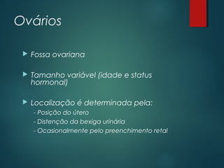 Ovários
 Fossa ovariana
 Tamanho variável (idade e status
hormonal)
 Localização é determinada pela:
- Posição do útero
- Distenção da bexiga urinária
- Ocasionalmente pelo preenchimento retal
 