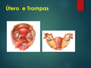 Útero e Trompas
 