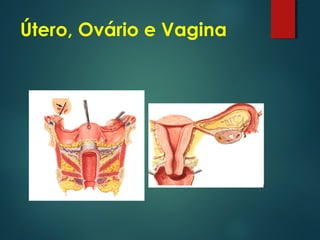 Útero, Ovário e Vagina
 