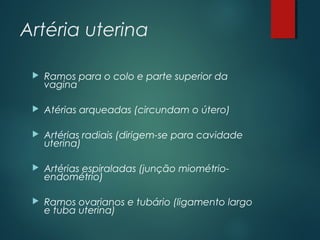 Artéria uterina
 Ramos para o colo e parte superior da
vagina
 Atérias arqueadas (circundam o útero)
 Artérias radiais (dirigem-se para cavidade
uterina)
 Artérias espiraladas (junção miométrio-
endométrio)
 Ramos ovarianos e tubário (ligamento largo
e tuba uterina)
 