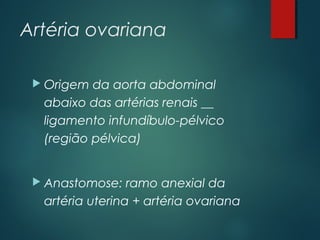 Artéria ovariana
 Origem da aorta abdominal
abaixo das artérias renais __
ligamento infundíbulo-pélvico
(região pélvica)
 Anastomose: ramo anexial da
artéria uterina + artéria ovariana
 