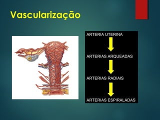 Vascularização
ARTERIA UTERINA
ARTERIAS ARQUEADAS
ARTERIAS RADIAIS
ARTERIAS ESPIRALADAS
 