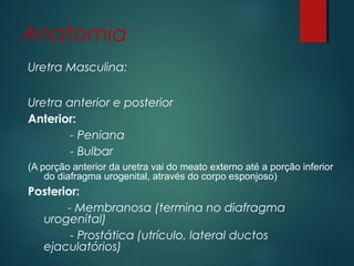 Anatomia
Uretra Masculina:
Uretra anterior e posterior
Anterior:
- Peniana
- Bulbar
(A porção anterior da uretra vai do meato externo até a porção inferior
do diafragma urogenital, através do corpo esponjoso)
Posterior:
- Membranosa (termina no diafragma
urogenital)
- Prostática (utrículo, lateral ductos
ejaculatórios)
 