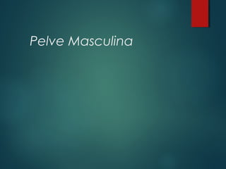 Pelve Masculina
 