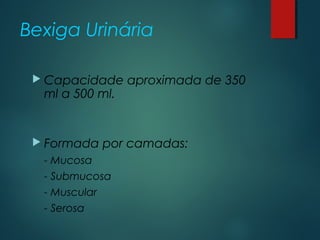 Bexiga Urinária
 Capacidade aproximada de 350
ml a 500 ml.
 Formada por camadas:
- Mucosa
- Submucosa
- Muscular
- Serosa
 