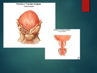 Anatomia da pelve