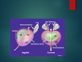 Anatomia da pelve