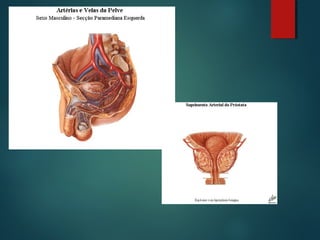 Anatomia da pelve
