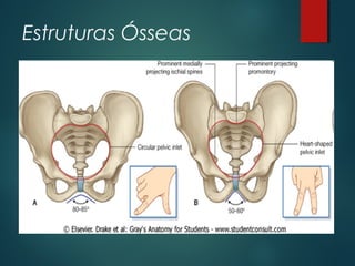 Estruturas Ósseas
 