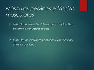 Músculos pélvicos e fáscias
musculares
 Músculos do membro inferior: psoas maior, ilíaco,
piriforme e obturador interno
 Músculos do diafragma pélvico: levantador do
ânus e coccígeo
 