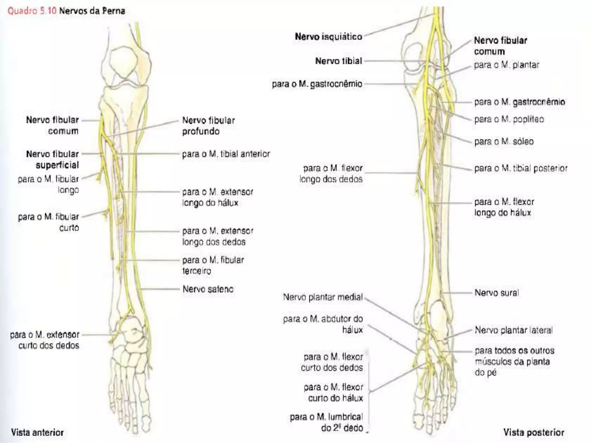 anatomia-da-perna-e-p-pptx