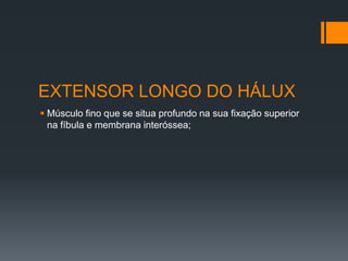 EXTENSOR LONGO DO HÁLUX
 Músculo fino que se situa profundo na sua fixação superior
na fíbula e membrana interóssea;

 