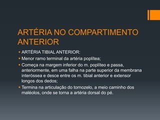ARTÉRIA NO COMPARTIMENTO
ANTERIOR
 ARTÉRIA TIBIAL ANTERIOR:
 Menor ramo terminal da artéria poplítea;
 Começa na margem inferior do m. poplíteo e passa,
anteriormente, em uma falha na parte superior da membrana
interóssea e desce entre os m. tibial anterior e extensor
longos dos dedos;
 Termina na articulação do tornozelo, a meio caminho dos
maléolos, onde se torna a artéria dorsal do pé.

 