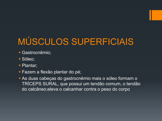 MÚSCULOS SUPERFICIAIS
 Gastrocnêmio;
 Sóleo;
 Plantar;
 Fazem a flexão plantar do pé;
 As duas cabeças do gastrocnêmio mais o sóleo formam o
TRÍCEPS SURAL, que possui um tendão comum, o tendão
do calcâneo;eleva o calcanhar contra o peso do corpo

 