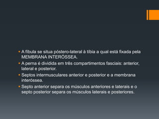  A fíbula se situa póstero-lateral à tíbia a qual está fixada pela
MEMBRANA INTERÓSSEA.
 A perna é dividida em três compartimentos fasciais: anterior,
lateral e posterior.
 Septos intermusculares anterior e posterior e a membrana
interóssea.
 Septo anterior separa os músculos anteriores e laterais e o
septo posterior separa os músculos laterais e posteriores.

 