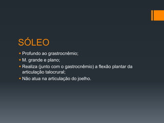 SÓLEO
 Profundo ao grastrocnêmio;
 M. grande e plano;
 Realiza (junto com o gastrocnêmio) a flexão plantar da
articulação talocrural;
 Não atua na articulação do joelho.

 