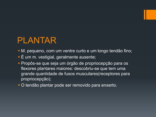 PLANTAR
 M. pequeno, com um ventre curto e um longo tendão fino;
 É um m. vestigial, geralmente ausente;
 Propôs-se que seja um órgão de propriocepção para os
flexores plantares maiores: descobriu-se que tem uma
grande quantidade de fusos musculares(receptores para
propriocepção);
 O tendão plantar pode ser removido para enxerto.

 