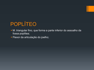 POPLÍTEO
 M. triangular fino, que forma a parte inferior do assoalho da
fossa poplítea;
 Flexor da articulação do joelho;

 