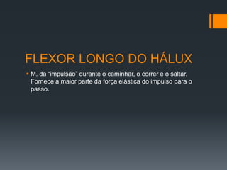 FLEXOR LONGO DO HÁLUX
 M. da “impulsão” durante o caminhar, o correr e o saltar.
Fornece a maior parte da força elástica do impulso para o
passo.

 