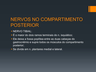 NERVOS NO COMPARTIMENTO
POSTERIOR
 NERVO TIBIAL:
 É o maior do dois ramos terminais do n. isquiático;
 Ele deixa a fossa poplítea entre as duas cabeças do
gastrocnêmio e supre todos os músculos do compartimento
posterior;
 Se divide em n. plantares medial e lateral.

 