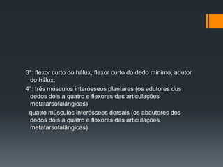 3°: flexor curto do hálux, flexor curto do dedo mínimo, adutor
do hálux;
4°: três músculos interósseos plantares (os adutores dos
dedos dois a quatro e flexores das articulações
metatarsofalângicas)
quatro músculos interósseos dorsais (os abdutores dos
dedos dois a quatro e flexores das articulações
metatarsofalângicas).

 