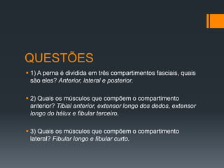 QUESTÕES
 1) A perna é dividida em três compartimentos fasciais, quais
são eles? Anterior, lateral e posterior.
 2) Quais os músculos que compõem o compartimento
anterior? Tibial anterior, extensor longo dos dedos, extensor
longo do hálux e fibular terceiro.
 3) Quais os músculos que compõem o compartimento
lateral? Fibular longo e fibular curto.

 