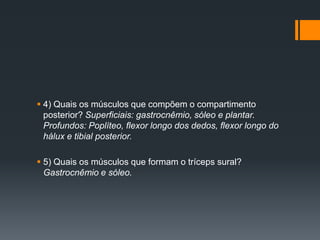  4) Quais os músculos que compõem o compartimento
posterior? Superficiais: gastrocnêmio, sóleo e plantar.
Profundos: Poplíteo, flexor longo dos dedos, flexor longo do
hálux e tibial posterior.
 5) Quais os músculos que formam o tríceps sural?
Gastrocnêmio e sóleo.

 
