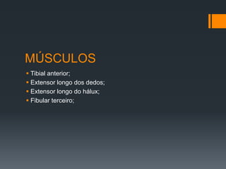 MÚSCULOS
 Tibial anterior;
 Extensor longo dos dedos;
 Extensor longo do hálux;
 Fibular terceiro;

 