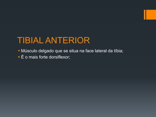 TIBIAL ANTERIOR
 Músculo delgado que se situa na face lateral da tíbia;
 É o mais forte dorsiflexor;

 