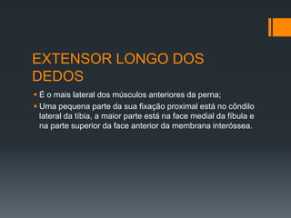EXTENSOR LONGO DOS
DEDOS
 É o mais lateral dos músculos anteriores da perna;
 Uma pequena parte da sua fixação proximal está no côndilo
lateral da tíbia, a maior parte está na face medial da fíbula e
na parte superior da face anterior da membrana interóssea.

 