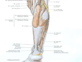 MÚSCULOS PROFUNDOS
 Poplíteo;
 Flexor longo dos dedos;
 Flexor longo do hálux;
 Tibial posterior;

 