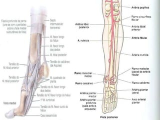 QUESTÕES
 1) A perna é dividida em três compartimentos fasciais, quais
são eles? Anterior, lateral e posterior.
 2) Quai...