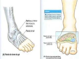 Anatomia da perna e pé