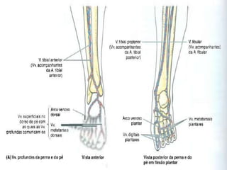 Anatomia da perna e pé