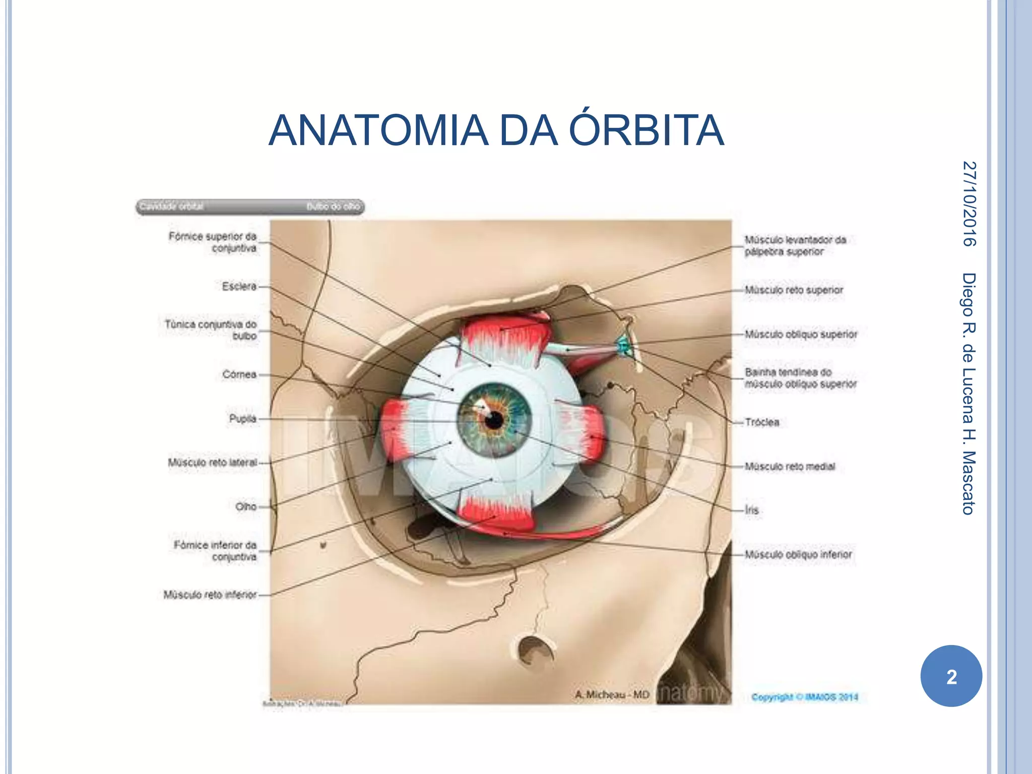 Anatomia Da Orbita Ocular Manchester City Terá Desfalque De Ederson
