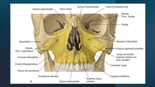 AULA DE ANATOMIA DA REGIÃO MAXILAR.pdf