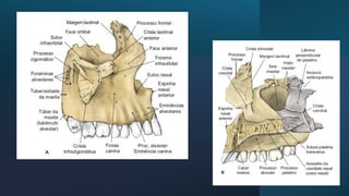 AULA DE ANATOMIA DA REGIÃO MAXILAR.pdf