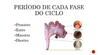 Proestro Anatomia_da_reproducao_de_suinos.pptx