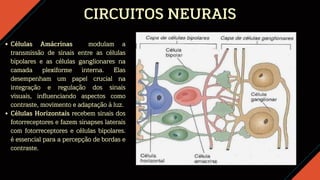 CIRCUITOS NEURAIS
Células Amácrinas modulam a
transmissão de sinais entre as células
bipolares e as células ganglionares na
camada plexiforme interna. Elas
desempenham um papel crucial na
integração e regulação dos sinais
visuais, influenciando aspectos como
contraste, movimento e adaptação à luz.
Células Horizontais recebem sinais dos
fotorreceptores e fazem sinapses laterais
com fotorreceptores e células bipolares.
é essencial para a percepção de bordas e
contraste.
 