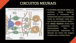 CIRCUITOS NEURAIS
Os circuitos neurais da retina, que
envolvem células bipolares,
amácrinas e horizontais, são
fundamentais para o processamento
inicial da informação visual antes
que ela seja transmitida ao cérebro.
As células bipolares atuam como
intermediárias, conectando os
fotorreceptores. Elas são
particularmente importantes na
detecção dos limites das imagens
enviadas para o sistema visual.
 