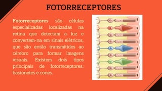 FOTORRECEPTORES
Fotorreceptores são células
especializadas localizadas na
retina que detectam a luz e
convertem-na em sinais elétricos,
que são então transmitidos ao
cérebro para formar imagens
visuais. Existem dois tipos
principais de fotorreceptores:
bastonetes e cones.
 