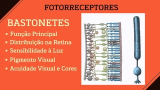 FOTORRECEPTORES
BASTONETES
Função Principal
Distribuição na Retina
Sensibilidade à Luz
Pigmento Visual
Acuidade Visual e Cores
 