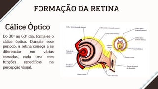 FORMAÇÃO DA RETINA
Cálice Óptico
Do 30º ao 60º dia, forma-se o
cálice óptico. Durante esse
período, a retina começa a se
diferenciar em várias
camadas, cada uma com
funções específicas na
percepção visual.
 
