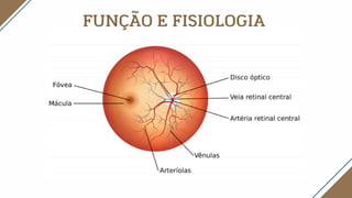 FUNÇÃO E FISIOLOGIA
 