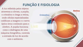 FUNÇÃO E FISIOLOGIA
A luz refletida pelos objetos
atravessa a córnea, a pupila,
o cristalino e chega a retina,
onde células especializadas
codificam a imagem e o nervo
óptico leva o estímulo para o
cérebro. A pupila funciona
como o diafragma de uma
máquina fotográfica, controla
a entrada de luz de acordo
com o ambiente.
 