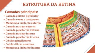 Camada epitélio pigmentar
Camada cones e bastonetes
Membrana limitante externa
Camada nuclear externa
Camada plexiforme externa
Camada nuclear interna
Camada plexiforme interna
Células ganglionares
Células fibras nervosas
Membrana limitante interna
ESTRUTURA DA RETINA
Camadas principais:
 