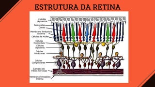 ESTRUTURA DA RETINA
 